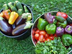 Fresh peppers, eggplant, tomatoes, zucchini, parsley