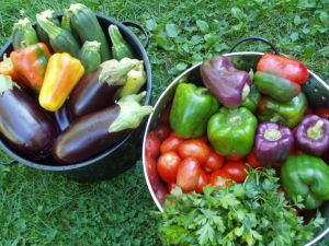 Fresh peppers, eggplant, tomatoes & zucchini ready for making Ratatouille (my photo).
